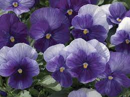 Viola Penny Lavender Shades Viola Flores