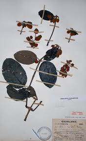 Image result for Pseudocalyx saccatus