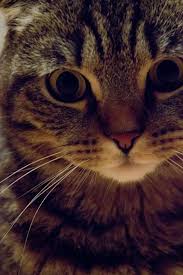 Tora Scottish Fold Cat Cats Animals And Pets Animals