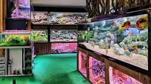 We strive to have the best selection of saltwater fish for sale. Epic Tour Of The Most Interesting Fish Store Unimati Youtube