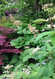 Edinburgh And East Lothian Shade Garden Garden Design Planting Flowers