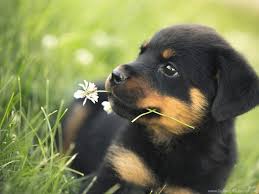 Only the best hd background pictures. Cute Animal Wallpapers Puffy Hd Wild Life Photos Pet Images Desktop Background