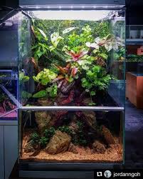 Paludarium Tropical Fish Diy Aquarium Vivarium
