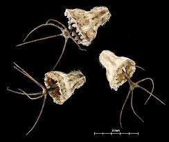 Image result for Aster milanjianus