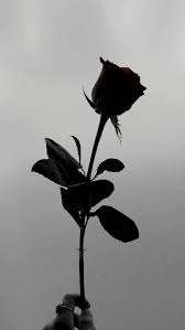 Dress up your desktop and mobile screens with inspiring backdrops from deviantart's extensive wallpaper collection. Black Rose Aesthetic