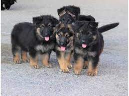 Why buy a puppy or dog when you can adopt all breeds sizes and ages for absolutely free. Tebarkan Info 18 Jerman Seaford Dogs Puppy Images