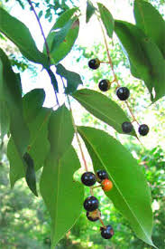 Image result for Prunus serotina