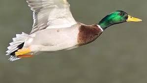نتیجه جستجوی لغت [canard] در گوگل