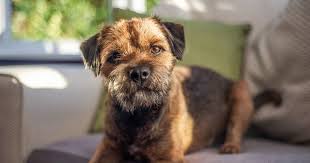 Image result for border teriér