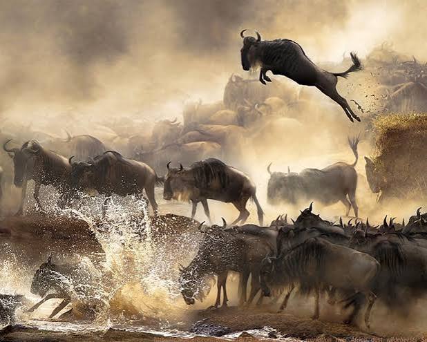 Wildlife Safari