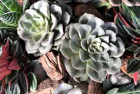 Get a list of the plants that are safe for cats. 20 Plants That Are Safe For Children Cats And Dogs