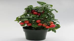 Our top plants for £15 & under. What Are Micro Dwarf Tomatoes Or Tomato Plants Youtube