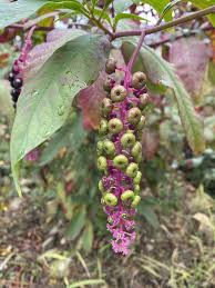 Image result for Phytolacca