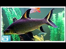We did not find results for: Bala Shark Care Really Think About It Before You Buy One Youtube