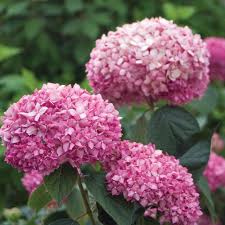 Image result for Hydrangea arborescens Pink Anabelle