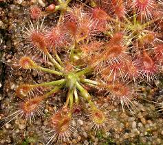 Image result for Droogmansia