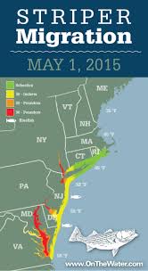 the sight of happiness the northward striper migration