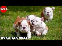 Ingiliz Bulldog Yavru Kopek Dunyasi Bulldog Yavrulari Bulldog Ingiliz Bulldog