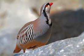 Les Oiseaux Album N 3 Plaisir Des Yeux Oiseaux De France Perdrix Animaux Et Oiseaux