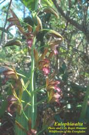 Image result for Eulophia schweinfurthii