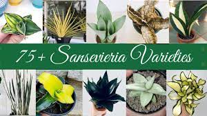What makes it so special is not least its somewhat bizarre appearance and the special drawing of the leaves. 75 Sansevieria Varieties With Names Snake Plant Varieties Mother In Laws Tongue Varieties Youtube
