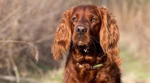 Irish mug of beer coloring pages printable. Irish Setter Dog Breed Information Facts Traits Pictures More