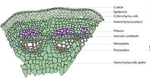 Check spelling or type a new query. Gambar 7 2 Gambar Sayatan Melintang Dari Batang Tumbuhan Dikotil Download Scientific Diagram
