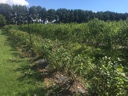 O'neal blueberry is a moderate growing shrub and fruit bearing plant that can be grown in usda plant hardiness zones 5a through 9b. Blueberry Summer Pruning Demo