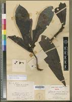 Image result for Psychotria eminiana