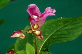 Image result for Balsaminaceae