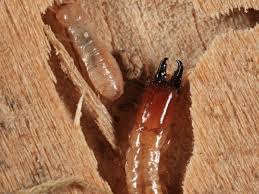 Distribution of drywood termites in texas. Drywood Termites Control Exterminators For Termites