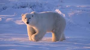 Amazing Tundra Animals Polar Bear Images Cute Polar Bear Polar Bears International