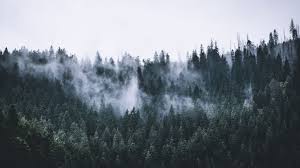 1920x1080 aesthetic wallpaper pc hd. Aesthetic Forest Wallpaper Bright Green Pine Tree Forest Nature Bright Forest