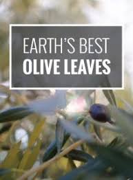 Morocco Is One Of The Major Countries For Olive Production But The Leaves Of The Olive Tree Go Mostly Unnoticed W Younger Looking Skin Olive Leaf Earth S Best