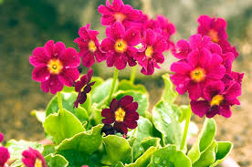 Image result for Primula x pubescens