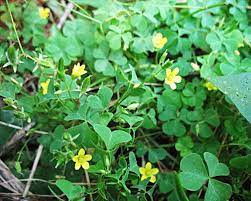 In addition to the ease in identifying, wood sorrel is pretty widespread and grows on every continent (other than antarctica, obviously), making it a terrific first foraged food for beginners. Wood Sorrel Foraging For Wild Edibles