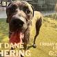 Great Dane Gathering Meetup