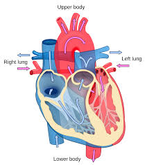Heart Diagram With Blood Flow Best Wiring Library