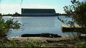 American alligators occur naturally in north carolina, inhabiting bay lakes, rivers, creeks, marshes, swamps and ponds, with local populations distributed in patches along the entire coast. Gators In The Midlands What You Need To Know Wltx Com