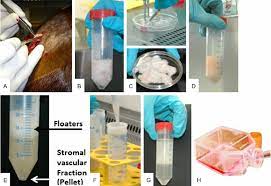 Check spelling or type a new query. Isolation And Preparation Of Equine Ascs In The Cell Culture Lab Ascs Download Scientific Diagram