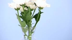 How to keep flowers fresh why do cut flowers need care? How To Keep Flowers Fresh With Pictures Wikihow Life