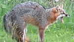  Police: Fox on the loose after attacking man, cat and dog in Fairfax County