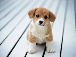 Puppies Free Hd Wallpapers And Backgrounds Download 29 Puppies Free Hd Wallpapers And Backgrounds Download 29 Htt Cute Animals Cute Dogs Cute Baby Animals Separated from the background and has dogs and puppies 47 png images on transparent background, download. puppies free hd wallpapers and