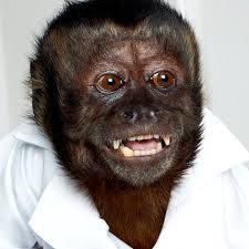 Image result for monkey