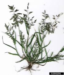 Image result for Eragrostis pallens