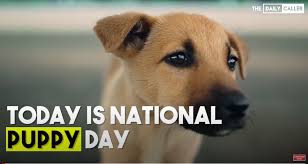 Since national puppy day is about celebration as well as education and awareness, you can use there are plenty of hashtags available related to puppies, but #nationalpuppyday is the official. Kc2lfgunwfkhlm