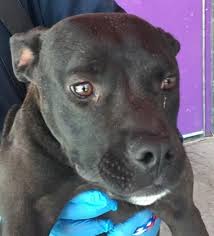 Dogs In Danger Our Dogs In Danger Dog Status Pitbull Mix Bull Terrier Puppy