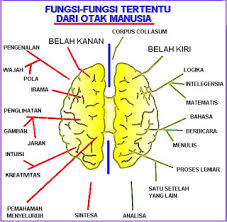 Perbedaan otak kiri dan kanan. Fungsi Otak Kanan Dan Fungsi Otak Kiri Fungsi Dan Info