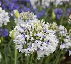 Queen Mum Agapanthus In 2021 Southern Living Plants Agapanthus Plants