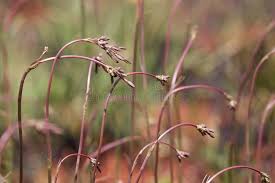 Image result for Kohautia